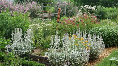 Jardin médiéval du prieuré de Monsempron © Propriétaire